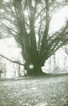 Zawartość – Content: Widok na pomnik przyrody w parku przy pałacu w Kargowej, fotografia, 1982;  Własność Intelektualna – A. Gondek;Prawa majątkowe: Lubuski Wojewódzki Konserwator Zabytków;Dookreślenie-Istantiation: Materiał załączony do: A. Gondek. Ewidencja parku w Kargowej, 1982 r. (maszynopis, WUOZ w Zielonej Górze).