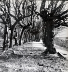 Zawartość – Content: Park pałacowy w Kargowej – widok na aleje grabową odchodzącą od pałacu, fotografia 1976;  Własność Intelektualna – Intellectual Property: Ewa Kręglewska - Foksowicz, Kazimierz R. Janowski;Prawa majątkowe: Narodowy Instytut Dziedzictwa Oddział Terenowy w Poznaniu;Dookreślenie-Istantiation: Materiał załączony do: Ewa Kręglewska - Foksalowicz, Kazimierz R. Janowski. Kargowa (województwo Zielona Góra) Pałac. Dokumentacja historyczno-architektoniczna opracowana na zlecenie Dyrekcji Państwowego Gospodarstwa Rolnego w Kargowej, 1976 r. (maszynopis, WUOZ w Zielonej Górze). 