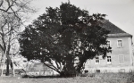 Zawartość – Content: Kargowa widok na zabytkowy cis na tle elewacji zachodniej pałacu, fotografia 1976;  Własność Intelektualna – Intellectual Property: Ewa Kręglewska - Foksowicz, Kazimierz R. Janowski;Prawa majątkowe: Narodowy Instytut Dziedzictwa Oddział Terenowy w Poznaniu;  Dookreślenie-Istantiation: Materiał załączony do: Ewa Kręglewska - Foksalowicz, Kazimierz R. Janowski. Kargowa (województwo Zielona Góra) Pałac. Dokumentacja historyczno-architektoniczna opracowana na zlecenie Dyrekcji Państwowego Gospodarstwa Rolnego w Kargowej, 1976 r. (maszynopis, WUOZ w Zielonej Górze). 