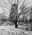 Zawartość – Content: Park pałacowy w Kargowej – widok od wschodu, fotografia 1976;Własność Intelektualna – Intellectual Property: Ewa Kręglewska - Foksowicz, Kazimierz R. Janowski;Prawa majątkowe: Narodowy Instytut Dziedzictwa Oddział Terenowy w Poznaniu;Dookreślenie-Istantiation: Materiał załączony do: Ewa Kręglewska - Foksalowicz, Kazimierz R. Janowski. Kargowa (województwo Zielona Góra) Pałac. Dokumentacja historyczno-architektoniczna opracowana na zlecenie Dyrekcji Państwowego Gospodarstwa Rolnego        w Kargowej, 1976 r. (maszynopis, WUOZ w Zielonej Górze). 