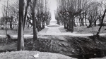 Zawartość – Content: Park pałacowy w Kargowej – widok na aleje grabową znad kanału, fotografia 1976;  Własność Intelektualna – Intellectual Property: Ewa Kręglewska - Foksowicz, Kazimierz R. Janowski;Prawa majątkowe: Narodowy Instytut Dziedzictwa Oddział Terenowy w Poznaniu;Dookreślenie-Istantiation: Materiał załączony do: Ewa Kręglewska - Foksalowicz, Kazimierz R. Janowski. Kargowa (województwo Zielona Góra) Pałac. Dokumentacja historyczno-architektoniczna opracowana na zlecenie Dyrekcji Państwowego Gospodarstwa Rolnego w Kargowej, 1976 r. (maszynopis, WUOZ w Zielonej Górze). 