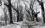 Zawartość – Content: Aleja parkowa na osi elewacji wschodniej pałacu w Kargowej, fotografia 1976;  Własność Intelektualna – Intellectual Property: Ewa Kręglewska - Foksowicz, Kazimierz R. Janowski;Prawa majątkowe: Narodowy Instytut Dziedzictwa Oddział Terenowy w Poznaniu;  Dookreślenie-Istantiation: Materiał załączony do: Ewa Kręglewska - Foksalowicz, Kazimierz R. Janowski. Kargowa (województwo Zielona Góra) Pałac. Dokumentacja historyczno-architektoniczna opracowana na zlecenie Dyrekcji Państwowego Gospodarstwa Rolnego w Kargowej, 1976 r. (maszynopis, WUOZ w Zielonej Górze). 