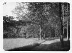 Zawartość – Content: Park pałacowy w Trzebiechowie, fotografia, autor nieznany, ok. 1930 r.;  Własność Intelektualna – Intellectual Property: brak danych;Prawa majątkowe: E. Bockhorn von der Bank;Dookreślenie-Istantiation: brak.