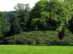 Park Mużakowski – Kępa kasztanowca drobnokwiatowego w Ogrodzie Pańskim.