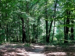 Park Mużakowski – Park na Tarasach o leśnym charakterze.