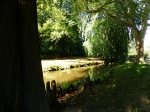 Park Mużakowski – Nysa Hermanna (widoczne korzenie okazałego cypryśnika błotnego).