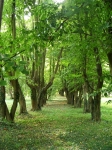 Bojadła – park pałacowy, jedna z bocznych alei dawnego parterowego ogrodu ozdobnego. Fot. Łukasz Klimczyk.