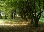 Bojadła – park pałacowy, szpaler jesionów nad brzegiem kanału. Fot. Łukasz Klimczyk.