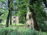 Park pałacowy w Sławie, platan we wschodniej części dziedzińca, w głębi oficyna z basztą. Fot. Katarzyna Adamek-Pujszo