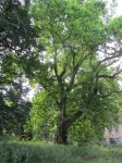 Park pałacowy w Sławie, platan w południowo-wschodniej części dziedzińca. Fot. Katarzyna Adamek-Pujszo